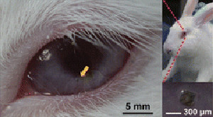 Illustration for article titled This contact lens could eventually make Google Glass obsolete